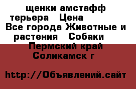щенки амстафф терьера › Цена ­ 30 000 - Все города Животные и растения » Собаки   . Пермский край,Соликамск г.